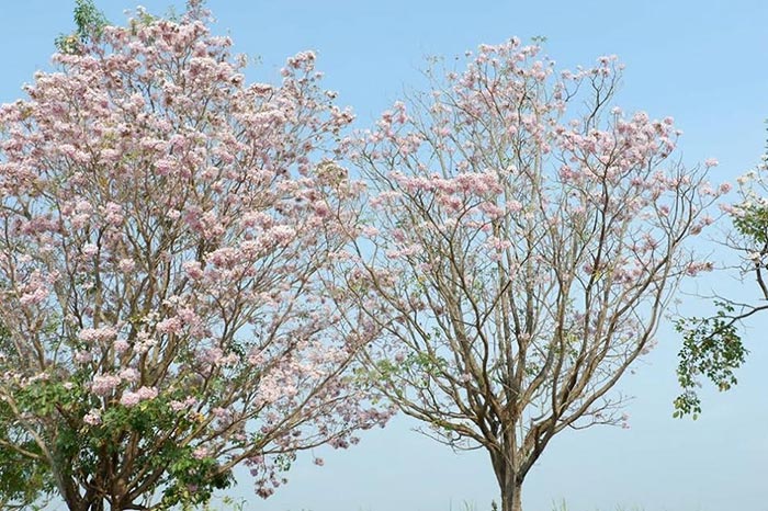 ชมพูพันธุ์ทิพย์