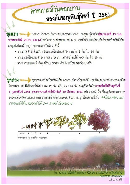 ชมพูพันธุ์ทิพย์