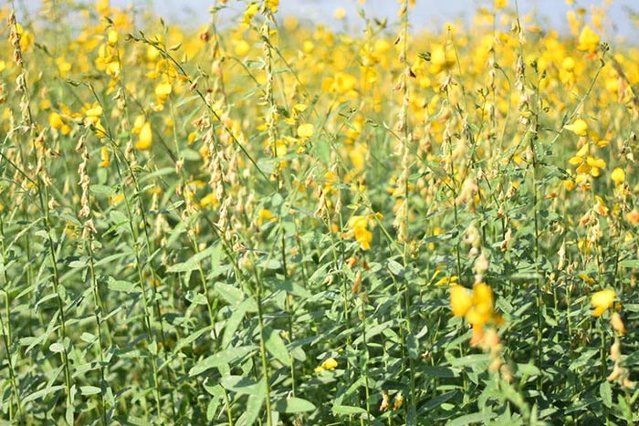 ทุ่งปอเทือง