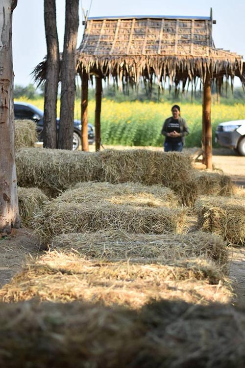 ทุ่งปอเทือง