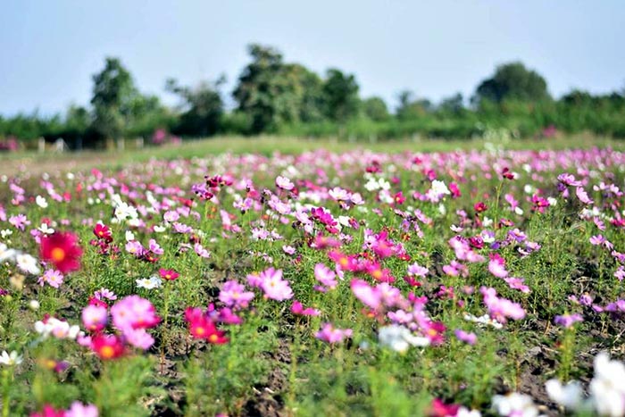 ทุ่งปอเทือง