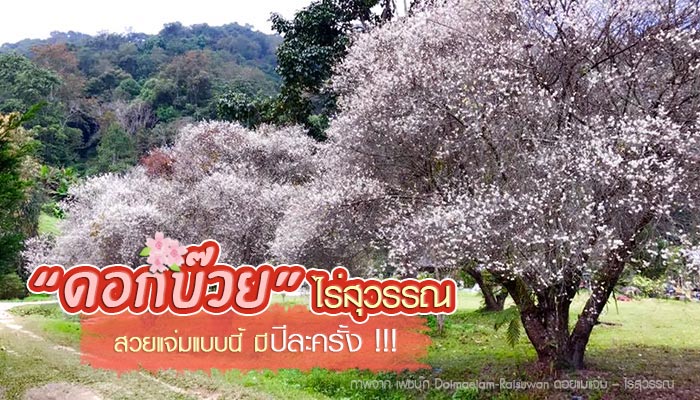 ต้นบ๊วย ไร่สุวรรณ