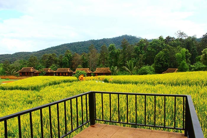 ทุ่งปอเทือง