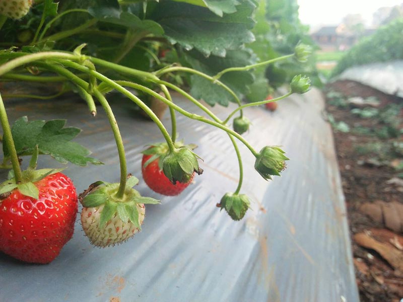 ที่เที่ยวสะเมิง