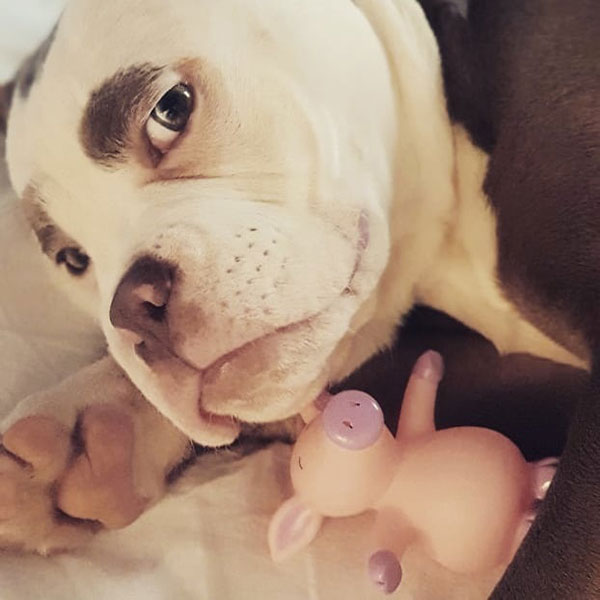 Madame Eyebrows เจ้าของฉายาตูบหน้าเศร้าที่สุดในโลก