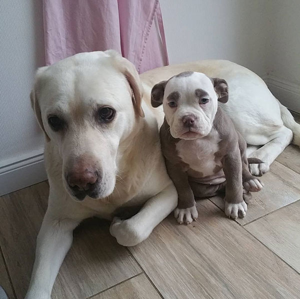 Madame Eyebrows เจ้าของฉายาตูบหน้าเศร้าที่สุดในโลก