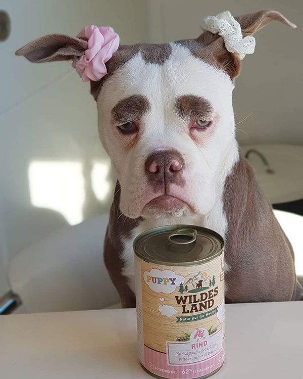 Madame Eyebrows เจ้าของฉายาตูบหน้าเศร้าที่สุดในโลก