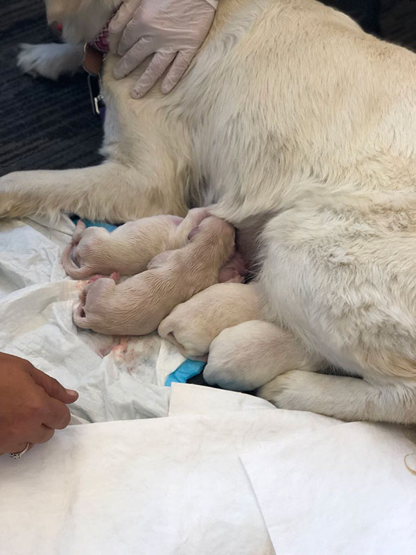 สุนัขช่วยเหลือผู้พิการคลอดลูก 8 ชีวิต กลางสนามบิน