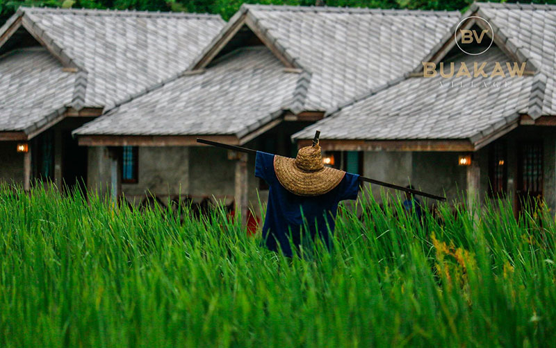 บัวขาว วิลเลจ รีสอร์ต-ค่ายมวยของ บัวขาว บัญชาเมฆ 