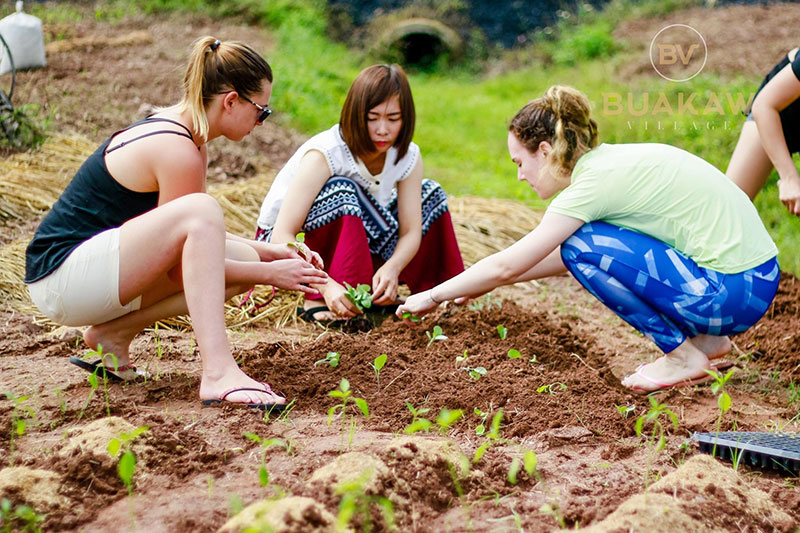 บัวขาว วิลเลจ รีสอร์ต-ค่ายมวยของ บัวขาว บัญชาเมฆ 