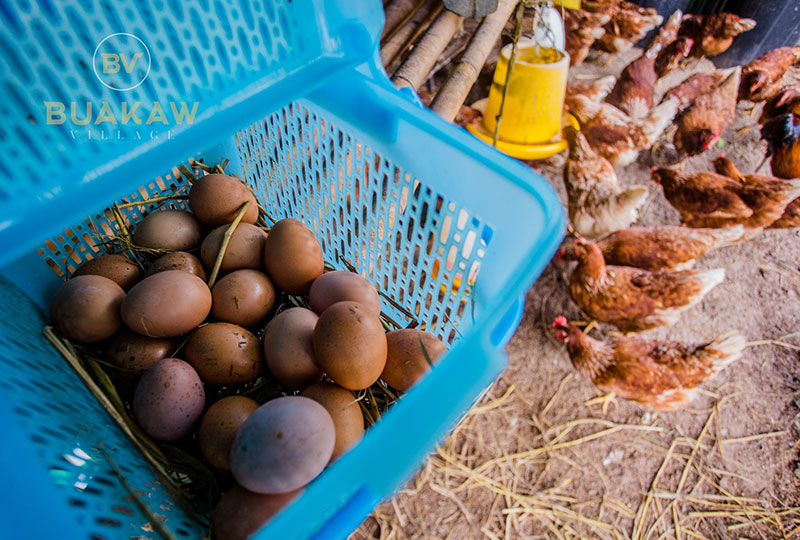 บัวขาว วิลเลจ รีสอร์ต-ค่ายมวยของ บัวขาว บัญชาเมฆ 