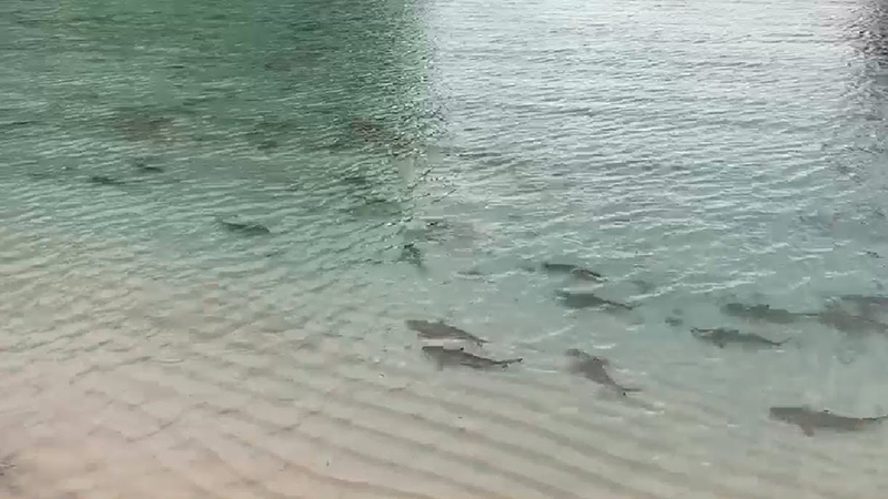 เผยคลิป ฉลามหูดำ ครึ่งร้อยตัว โผล่แหวกว่ายอ่าวมาหยา