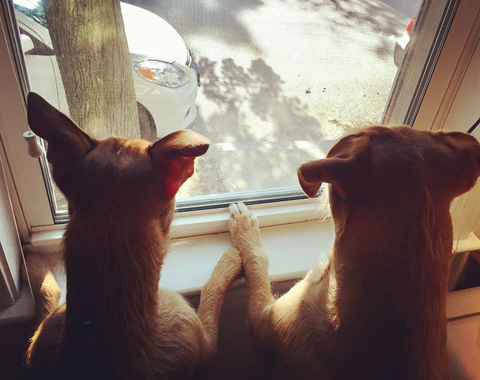 สุนัขคู่แฝด หน้าคล้าย