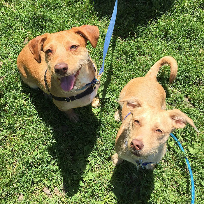 สุนัขคู่แฝด หน้าคล้าย