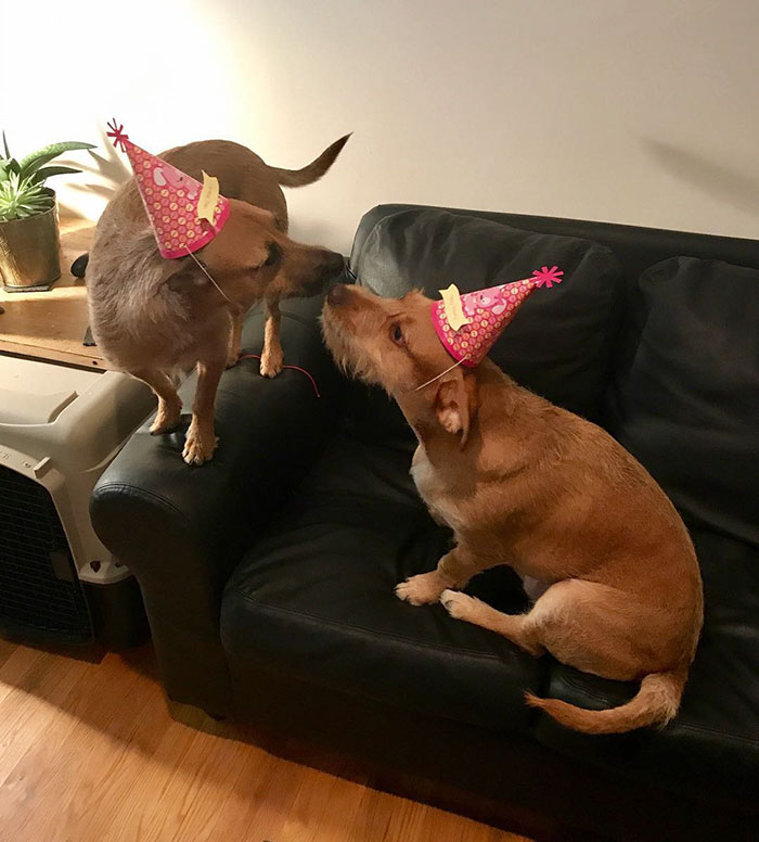 สุนัขคู่แฝด หน้าคล้าย