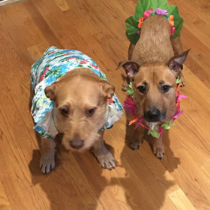 สุนัขคู่แฝด หน้าคล้าย