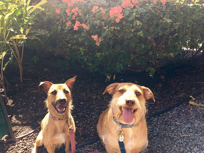 สุนัขคู่แฝด หน้าคล้าย