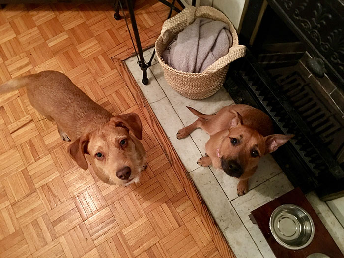 สุนัขคู่แฝด หน้าคล้าย