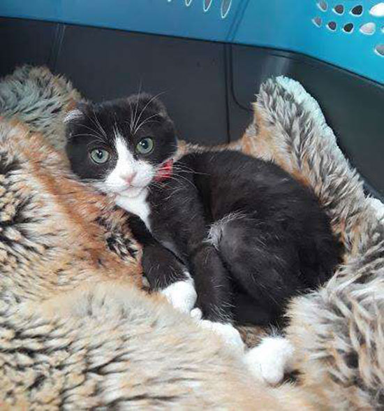 แมวน้อยน่าสงสารโดนคนใจร้ายตัดหู แต่ด้วยความเมตตาจากคนใจดี ก็ได้หูใหม่อีกครั้ง