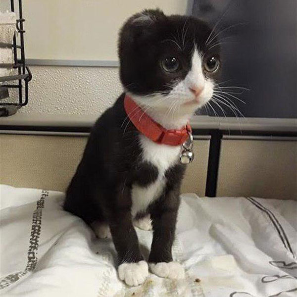 แมวน้อยน่าสงสารโดนคนใจร้ายตัดหู แต่ด้วยความเมตตาจากคนใจดี ก็ได้หูใหม่อีกครั้ง