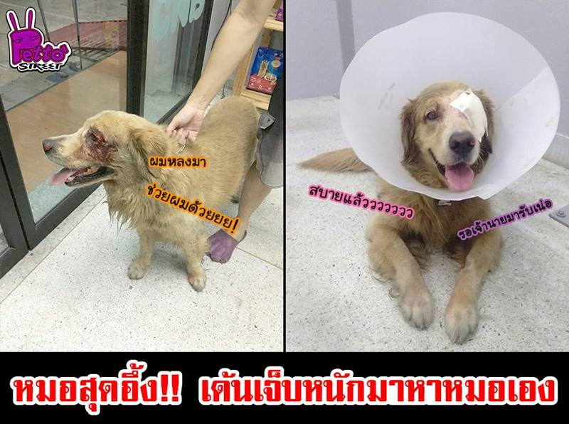 หมาแสนรู้