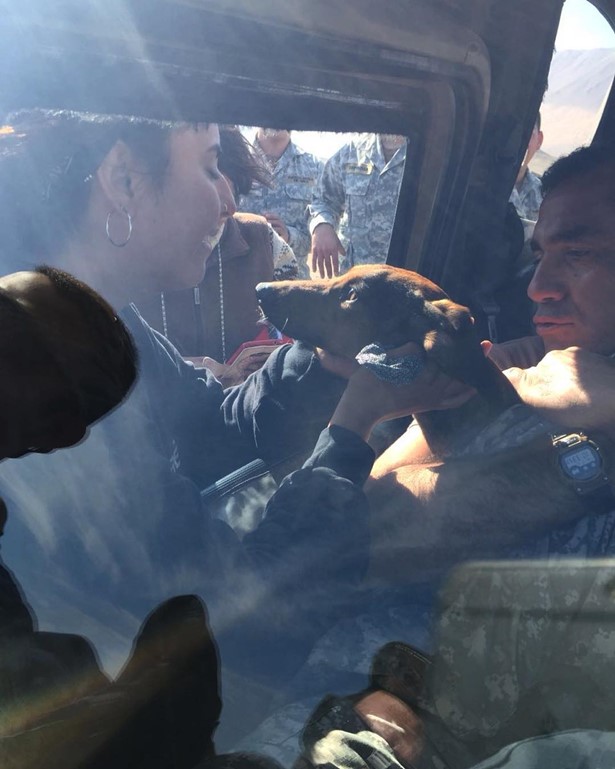 หมาตกเครื่องบิน