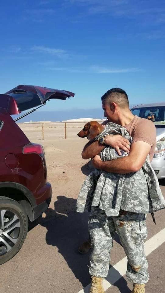 หมาตกเครื่องบิน