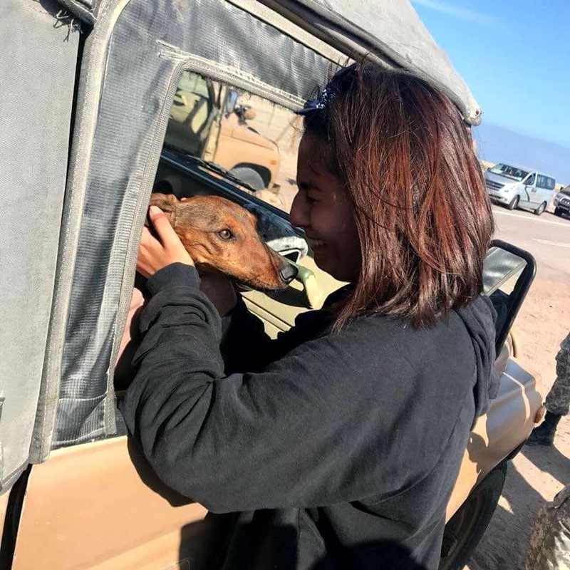 หมาตกเครื่องบิน