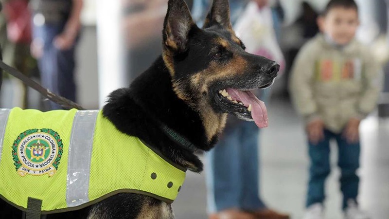 สุนัขตำรวจ