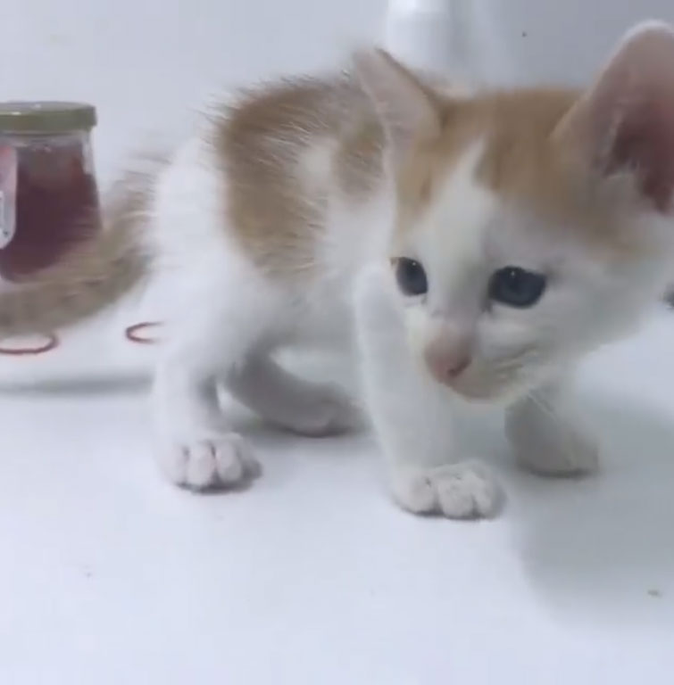 ดีเจสาวฆ่าลูกแมว