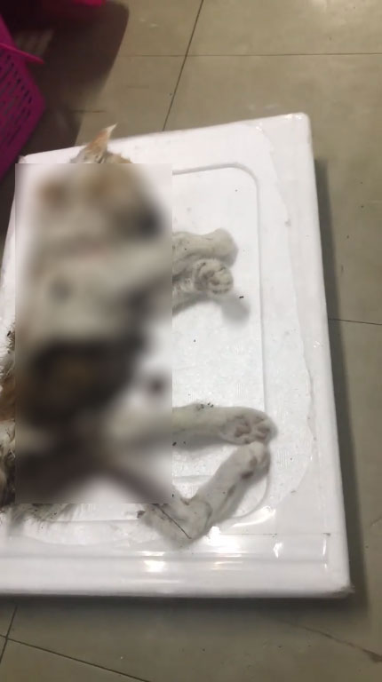 ดีเจสาวฆ่าลูกแมว