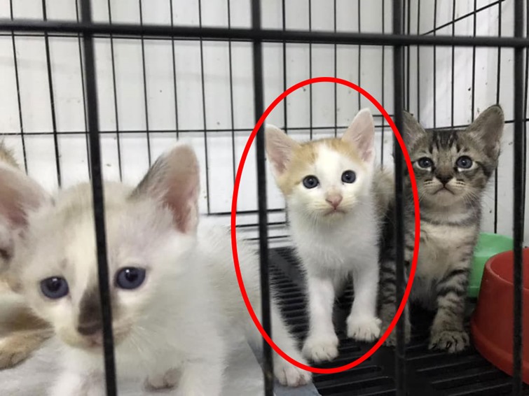 ดีเจสาวฆ่าลูกแมว