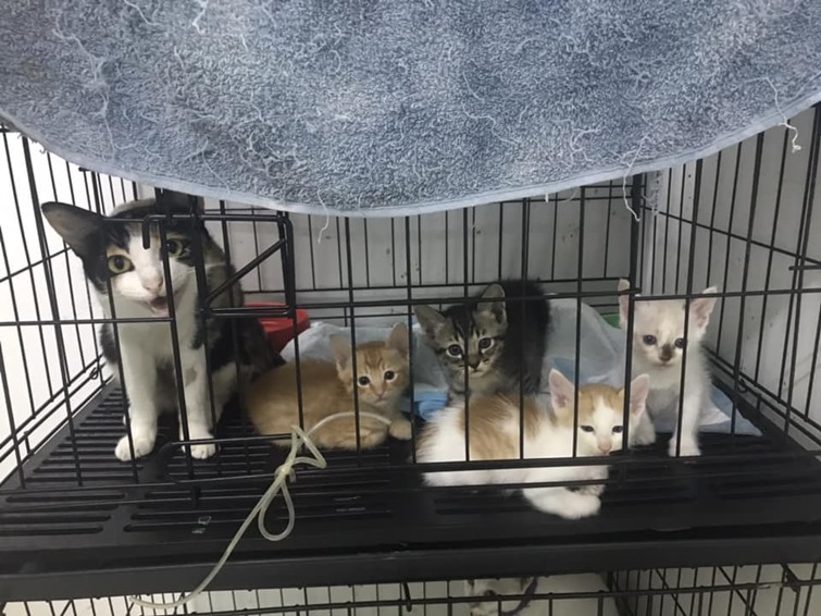 ดีเจสาวฆ่าลูกแมว