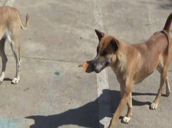 หมาจรจัดแสนรู้