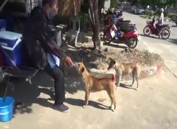 หมาจรจัดแสนรู้