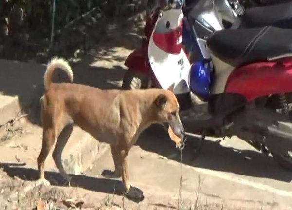 หมาจรจัดแสนรู้