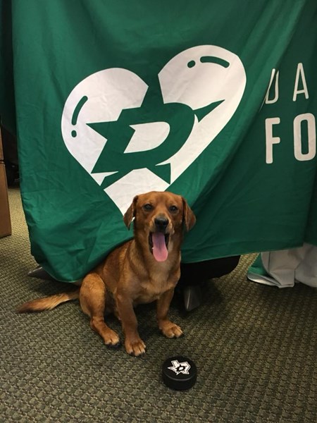 สุนัขถูกยิง