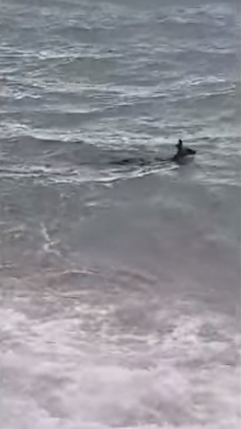 ช่วยจิงโจ้