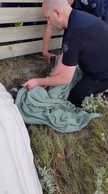 ช่วยจิงโจ้