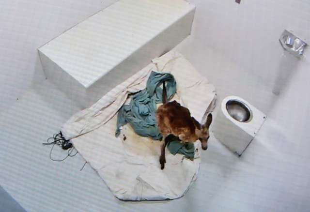 ช่วยจิงโจ้