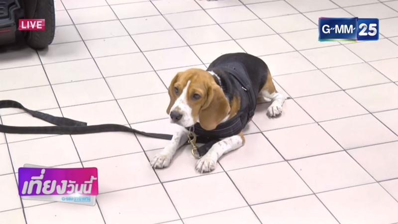 ลูก้า สุนัขตำรวจตรีพันธุ์บีเกิล