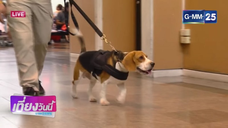 ลูก้า สุนัขตำรวจตรีพันธุ์บีเกิล