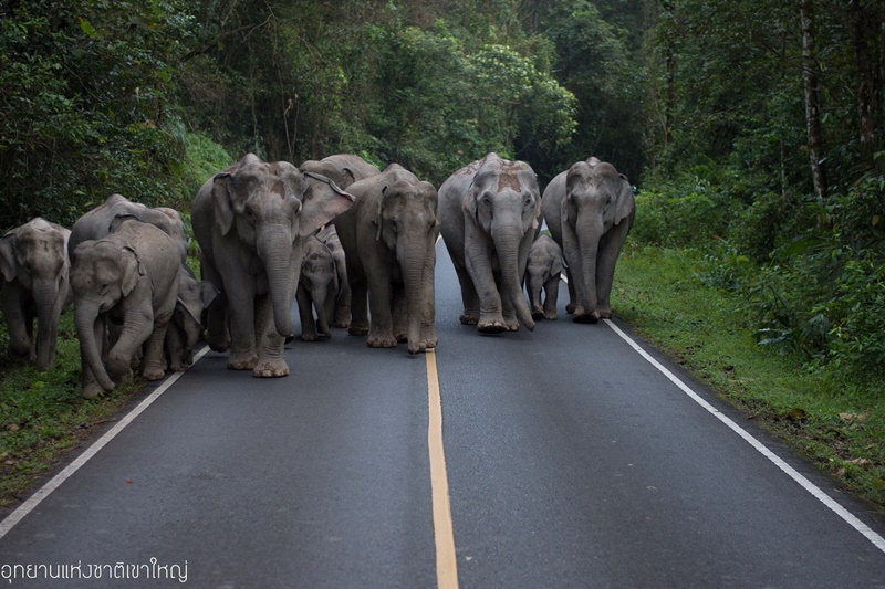 ช้างป่าเขาใหญ่