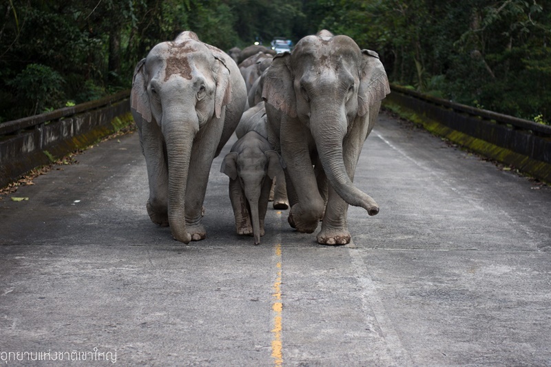 ช้างป่าเขาใหญ่