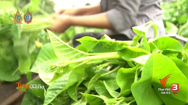 ภาษีผักบุ้ง ละคร หนึ่งด้าวฟ้าเดียว