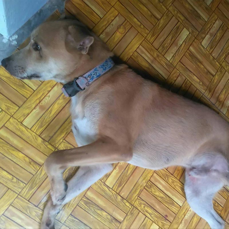 มิค บรมวุฒิ