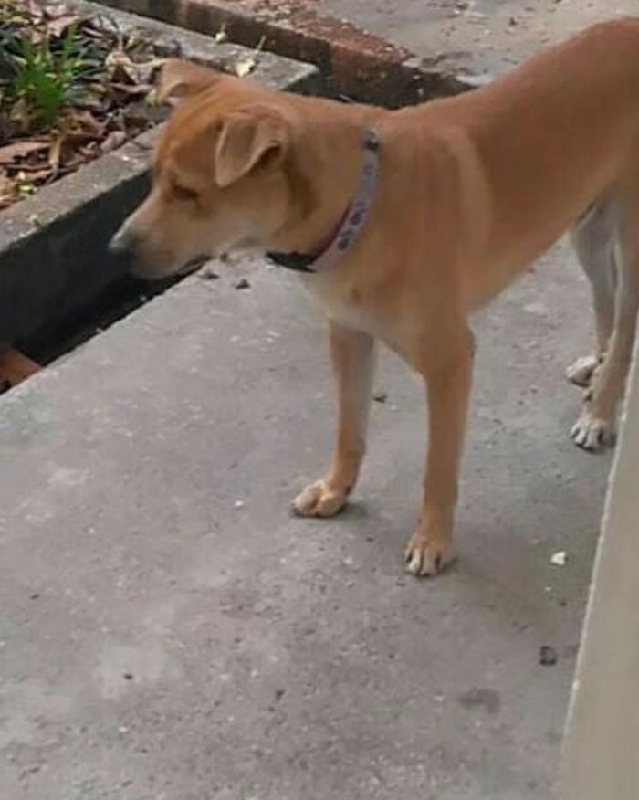 มิค บรมวุฒิ