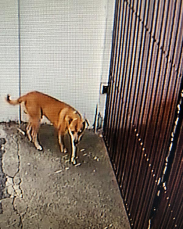 มิค บรมวุฒิ