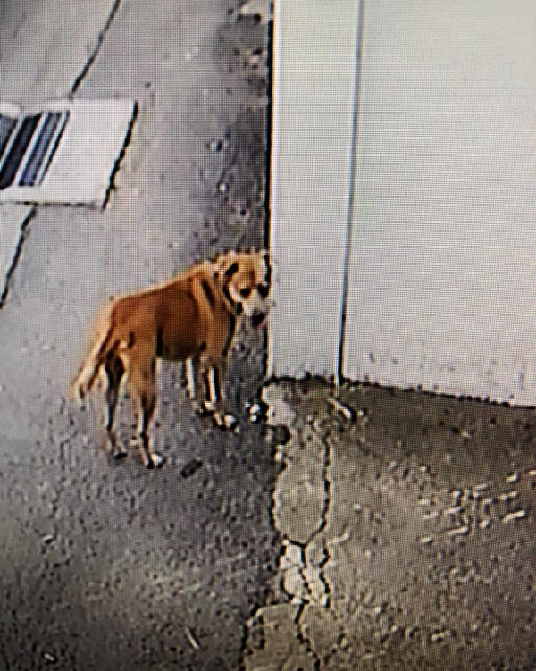 มิค บรมวุฒิ