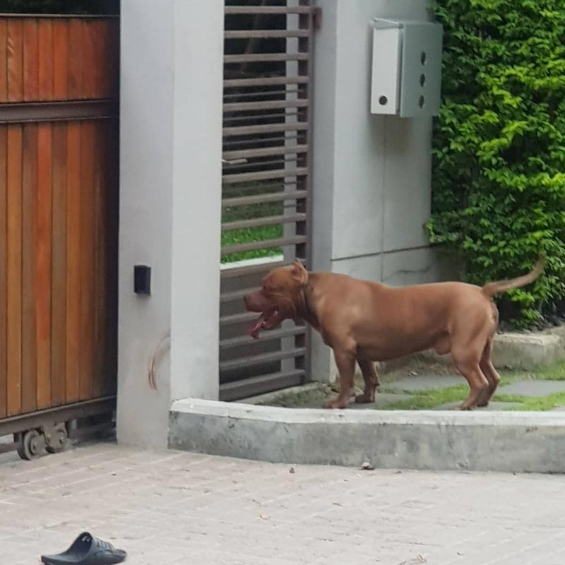 กันต์ กันตถาวร ปรี๊ด คนมักง่ายปล่อยพิทบูล กัดสุนัขที่เลี้ยงไว้